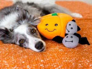 Interactief hondenspeelgoed – Halloween Burrow Pumpkin met vleermuizen